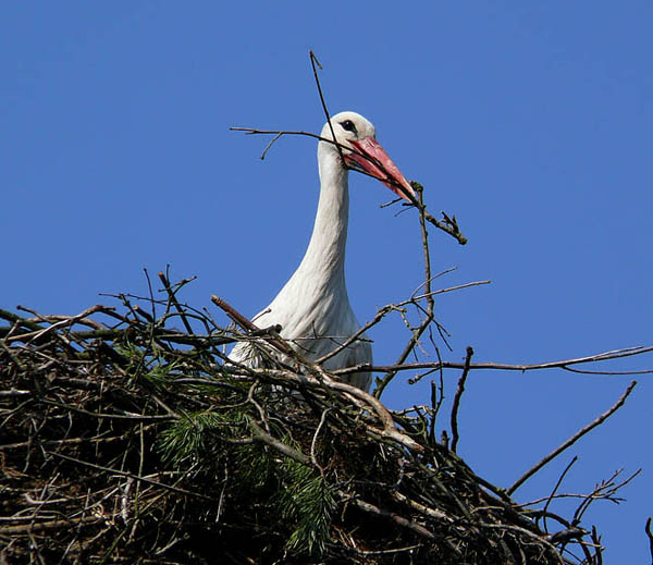 White Stork