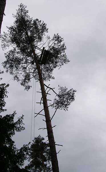 White-tailed Eagle