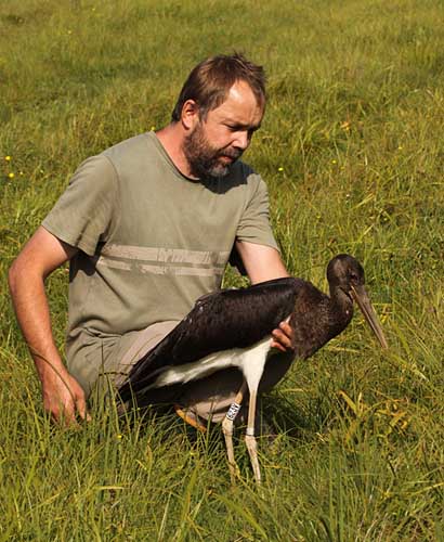 Black Stork