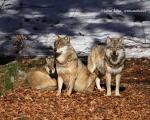 Vlk (Canis lupus)