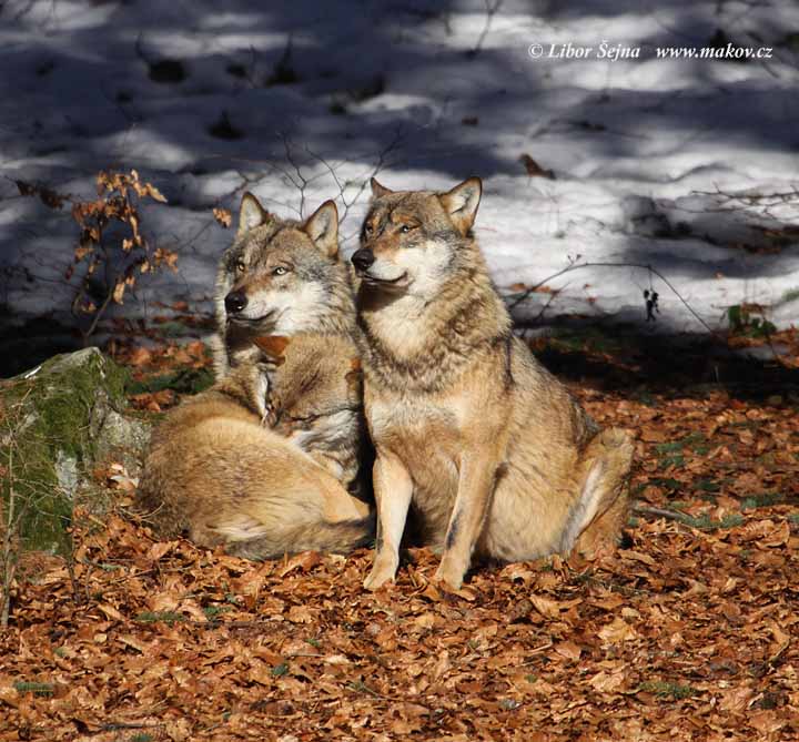 Vlk (Canis lupus)