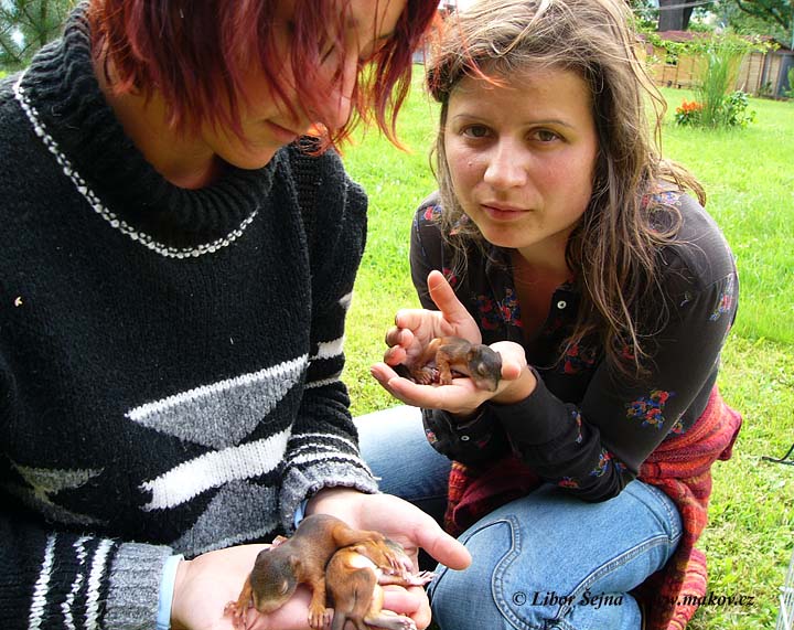 Příjem a vypouštění živočichů (Receiving and release of animals )