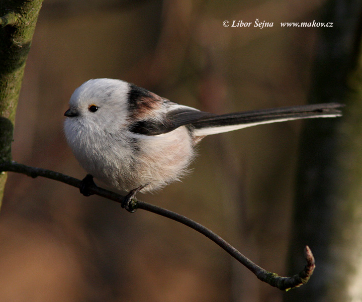 Mlynařík dlouhoocasý (Aegithalos caudatus)