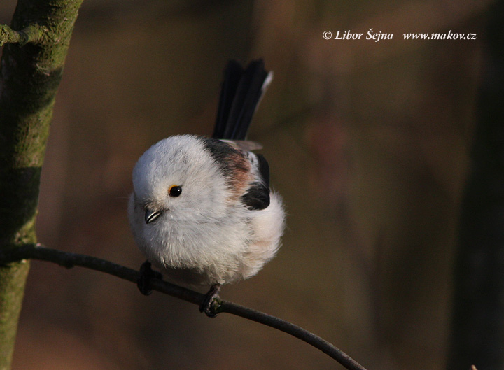Mlynařík dlouhoocasý (Aegithalos caudatus)