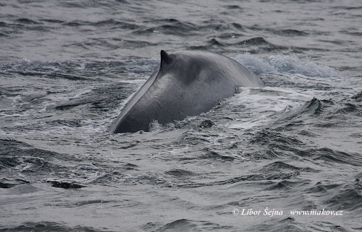 Plejtvák obrovský (Balaenoptera musculus)