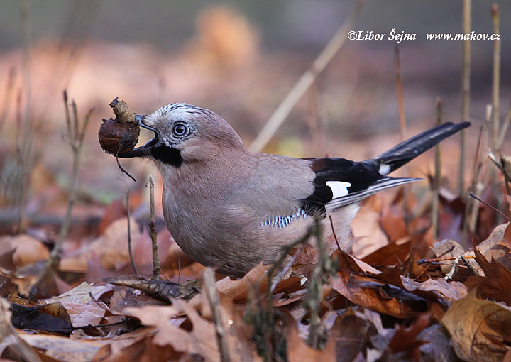 Sojka obecná (Garrulus glandaris)