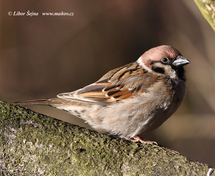 Vrabec polní (Passer montanus)