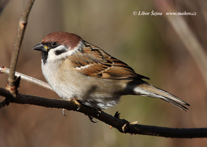 Vrabec polní (Passer montanus)