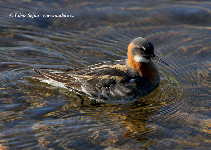 Lyskonoh úzkozobý (Phaloropus lobatus)