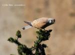 Poštolka obecná (Falco tinnunculus)