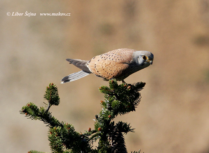 Poštolka obecná (Falco tinnunculus)