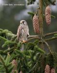 Poštolka obecná (Falco tinnunculus)