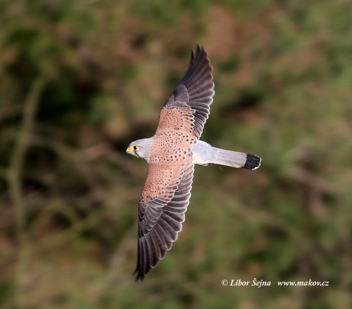 Poštolka obecná (Falco tinnunculus)
