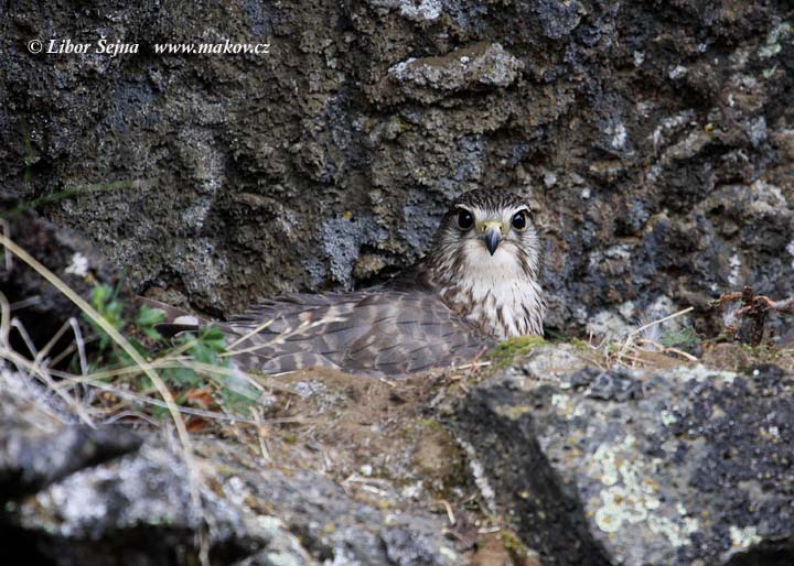 Dřemlík tundrový (Falco columbarius)