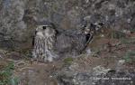 Dřemlík tundrový (Falco columbarius)