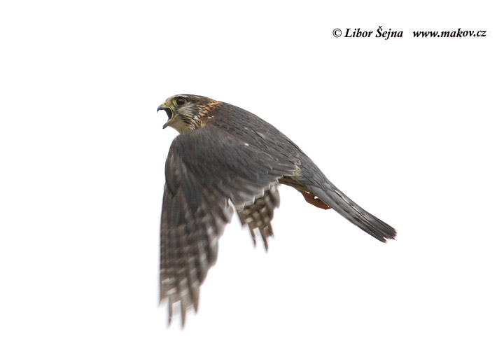 Dřemlík tundrový (Falco columbarius)