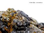 Dřemlík tundrový (Falco columbarius)