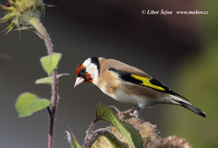 Stehlík obecný (Carduelis carduelis)