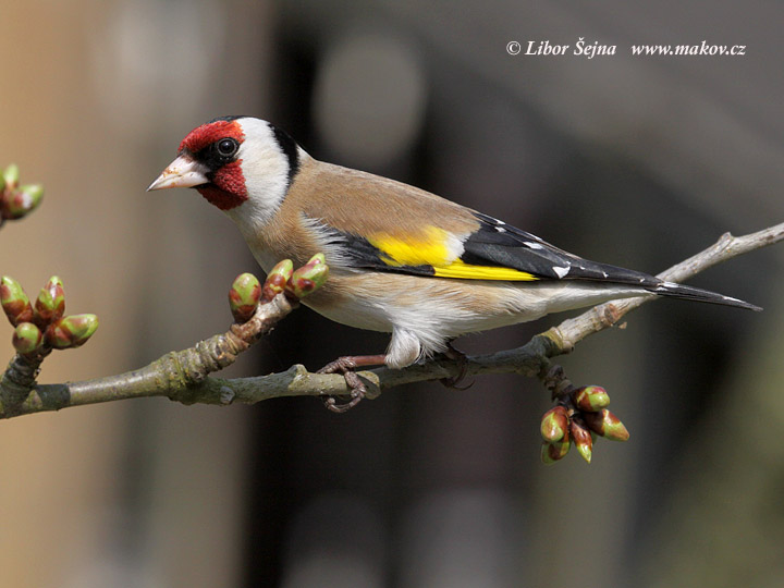 Stehlík obecný (Carduelis carduelis)