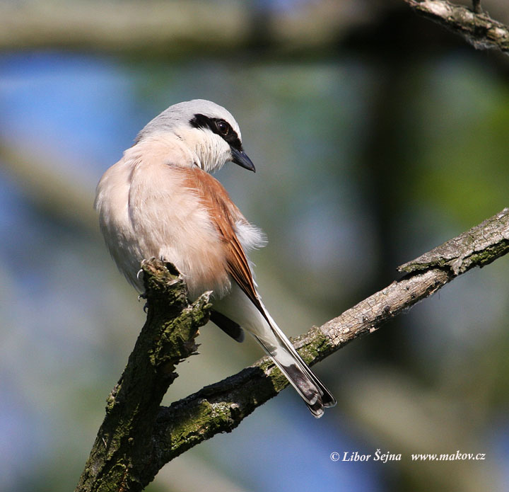 Ťuhýk obecný (Lanius collurio)