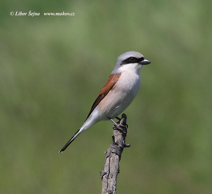 Ťuhýk obecný (Lanius collurio)