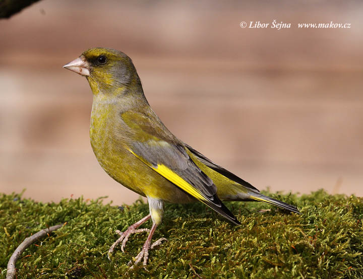 Zvonek zelený (Carduelis chloris)