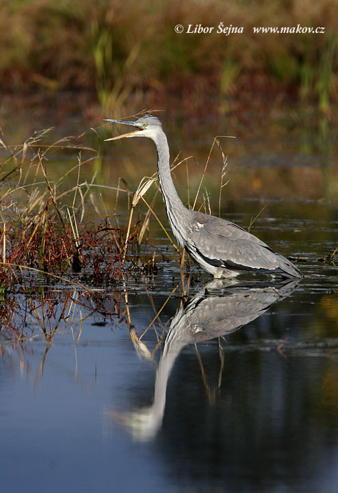 Volavka popelavá (Ardea cinerea)