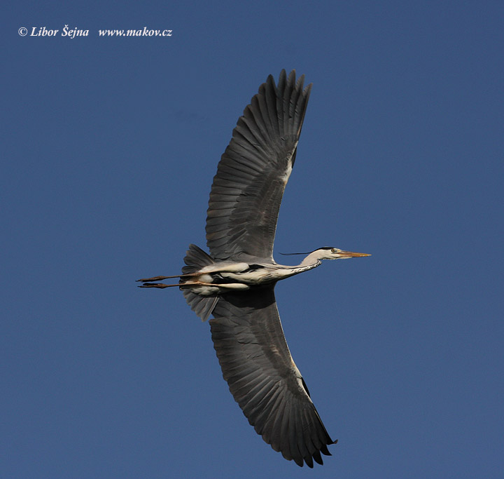 Volavka popelavá (Ardea cinerea)