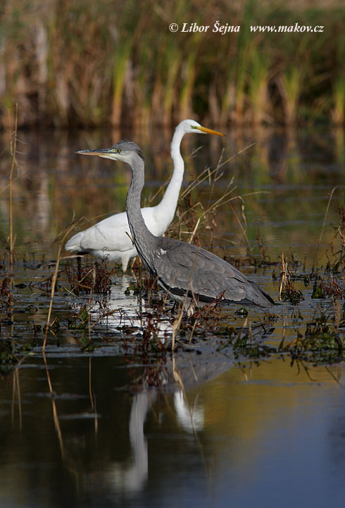 Volavka popelavá (Ardea cinerea)