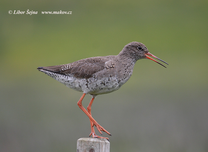 Vodouš rudonohý (Tringa totanus)
