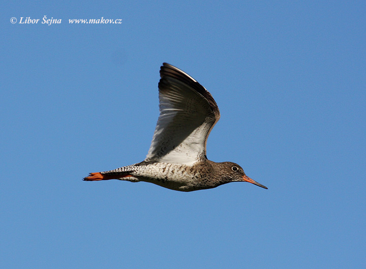 Vodouš rudonohý (Tringa totanus)
