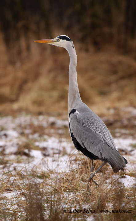 Volavka popelavá (Ardea cinerea)