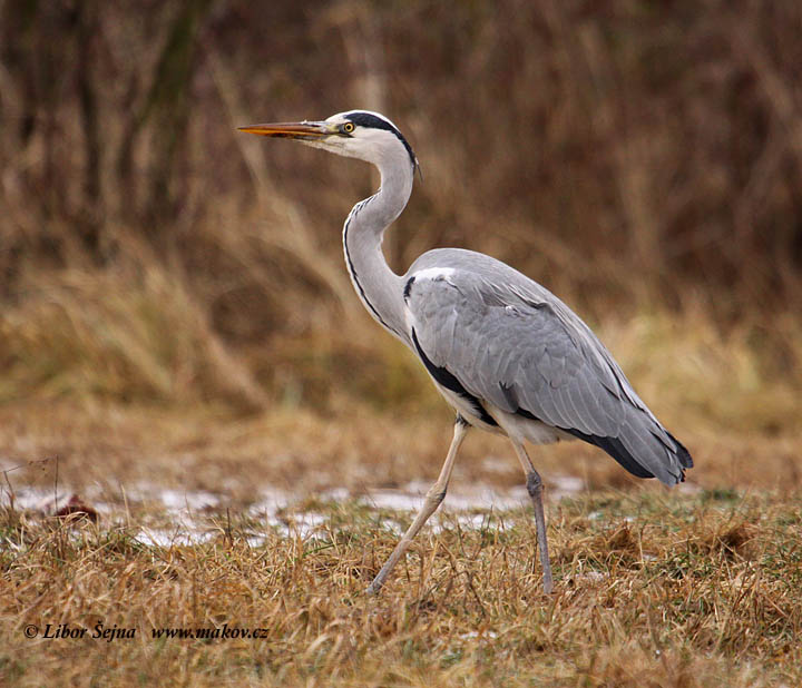 Volavka popelavá (Ardea cinerea)