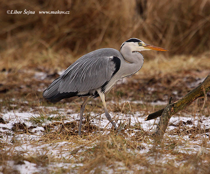 Volavka popelavá (Ardea cinerea)