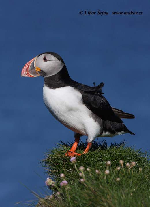 Papuchalk ploskozobý (Fratercula arctica)