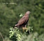 Včelojed lesní (Pernis apivorus)