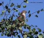 Včelojed lesní (Pernis apivorus)