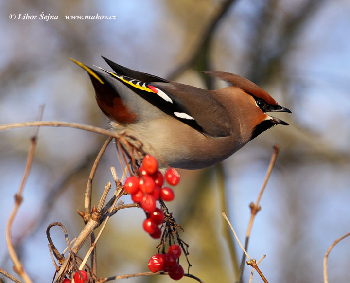 Brkoslav severní (Bombycilla garrulus)