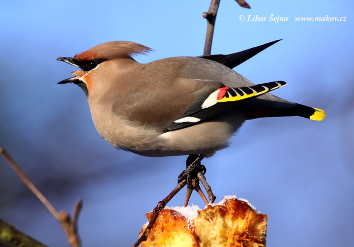 Brkoslav severní (Bombycilla garrulus)