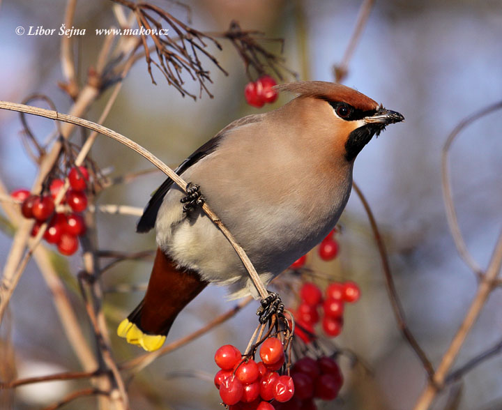 Brkoslav severní (Bombycilla garrulus)