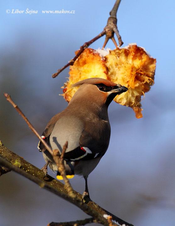 Brkoslav severní (Bombycilla garrulus)