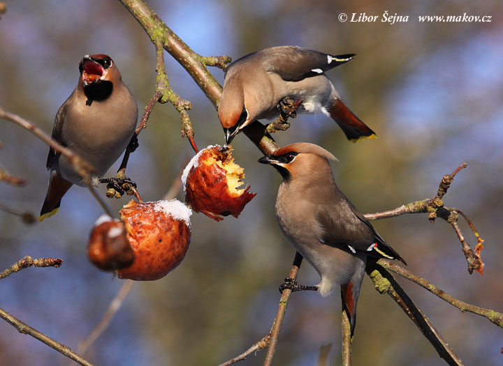 Brkoslav severní (Bombycilla garrulus)