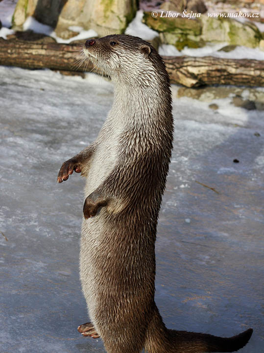 Vydra říční (Lutra lutra)