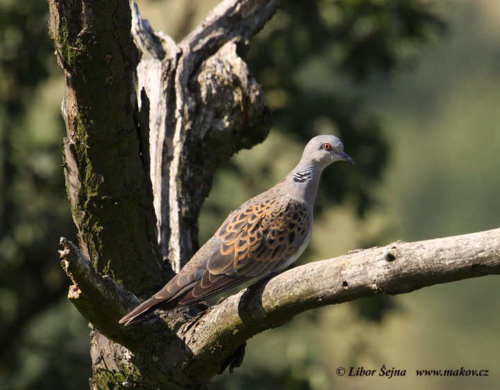 Hrdlička divoká (Streptopelia turtur)