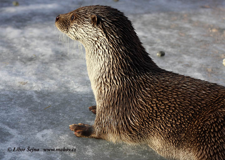 Vydra říční (Lutra lutra)
