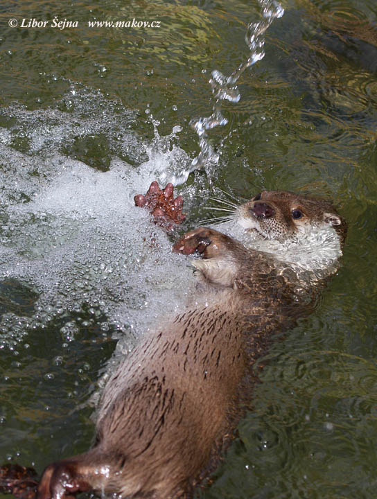 Vydra říční (Lutra lutra)