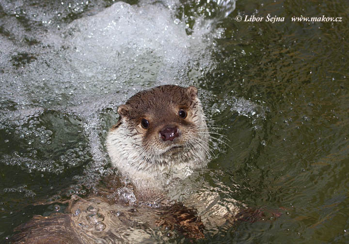 Vydra říční (Lutra lutra)