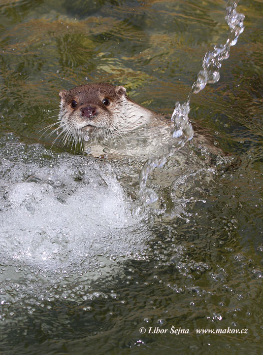Vydra říční (Lutra lutra)