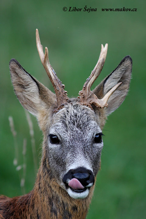 Srnec obecný (Capreolus capreolus)