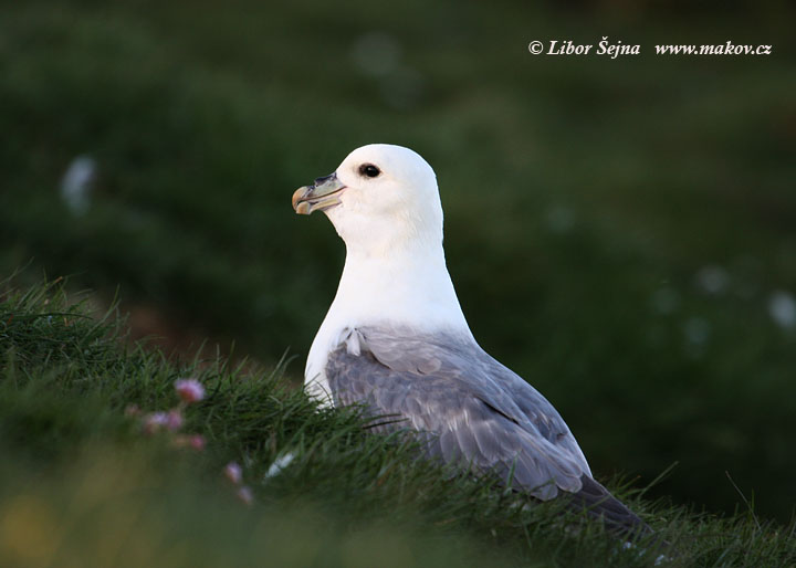 Buřňák lední (Fulmarus glacialis)